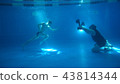 Underwater photography. A male model is posing underwater. A young handsome man is running along the 43814344