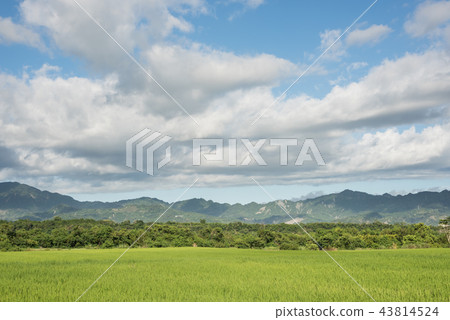 green paddy farm 43814524