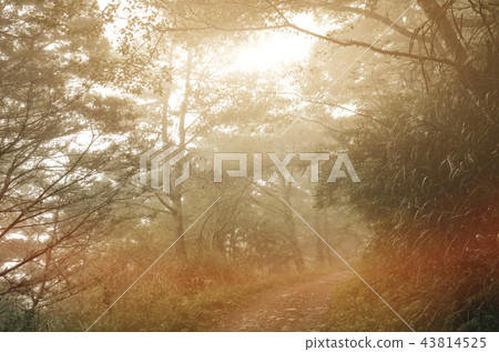 path on forest 43814525