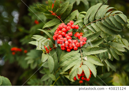 Rowan berries 43815124