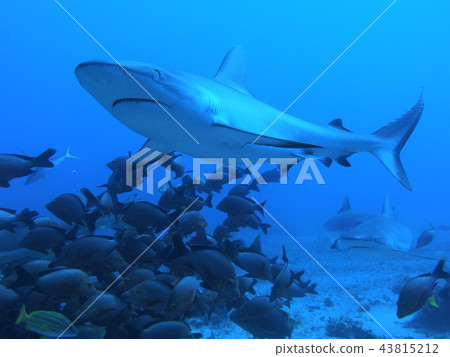 Shark heaven 43815212