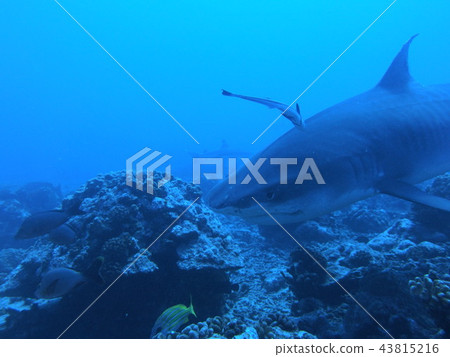 Shark heaven 43815216