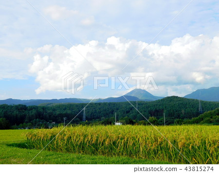 Rice like rice field Rice like rice field 43815274