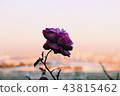 一朵花 43815462