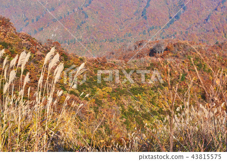 Niigata Prefecture Autumn leaves national road No. 352 View from eclectic 43815575
