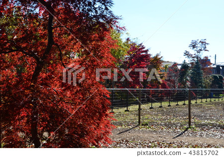 Autumn leaves of Koganei Park 43815702