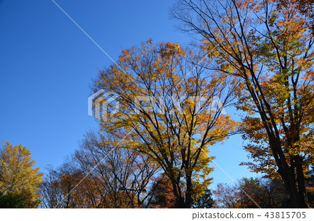 Autumn leaves of Koganei Park 43815705