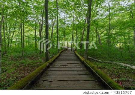 [青森縣十和田]前往津田沼的路線 43815797