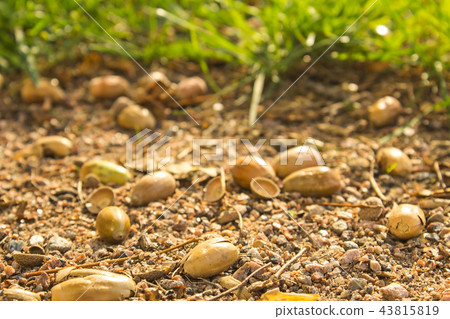 autumn acorns lying on the ground close-up. autumn acorns lying on the ground close-up. 43815819