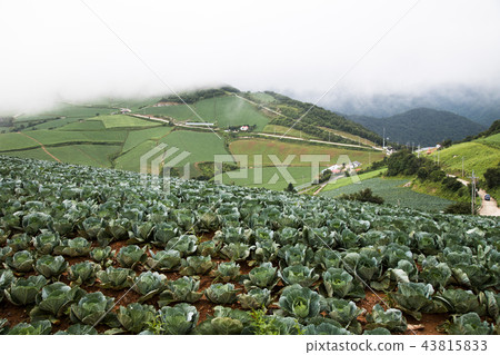 Chinese cabbage field 43815833
