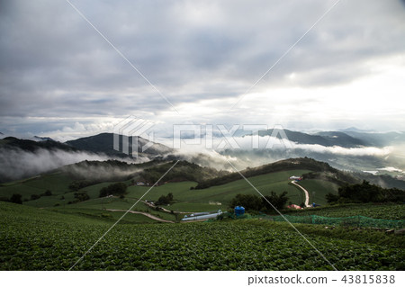 Chinese cabbage field 43815838