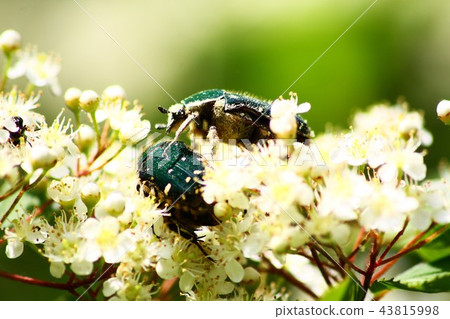 昆蟲 43815998