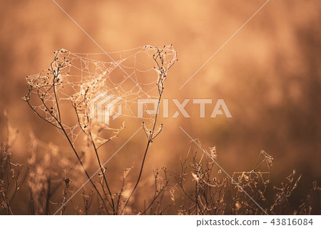 Autumn dry plant Autumn dry plant 43816084