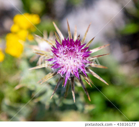 Thistle flower closeup 43816177