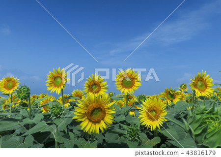 Sunflower sunflower sunflower 43816179