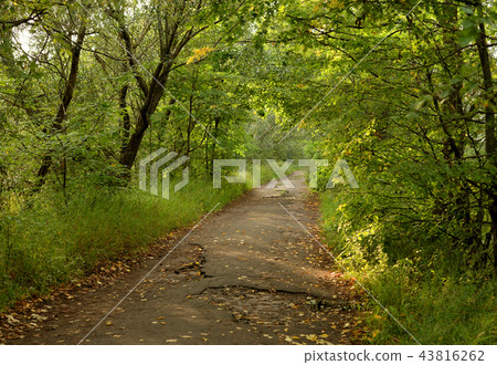 Road in deciduous forest at summer day. Road in deciduous forest at summer day. 43816262