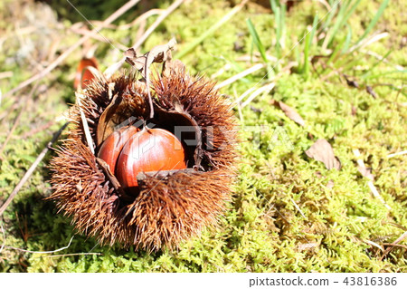 Saki chestnut 43816386