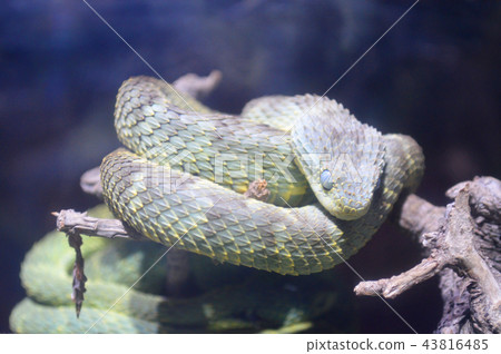 Thoge Bush Viper Thoge Bush Viper 43816485