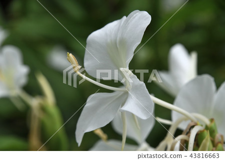 Hanashukusha 43816663