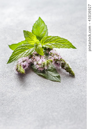 Fresh mint flowers and leaves on a grey table. Fresh mint flowers and leaves on a grey table. 43816927