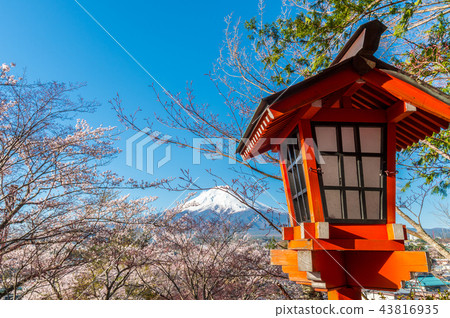 從Nii Kurayama淺間公園看到的富士山和櫻花 43816935