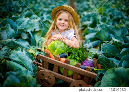 Happy girl in straw hat on cabbage field with basket of vegetables Happy girl in straw hat on cabbage field with basket of vegetables 43816983