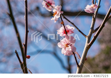 京都皇宮的櫻花 43817223