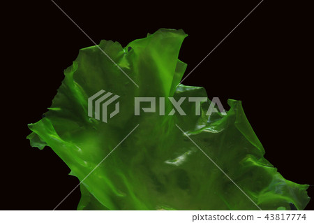 Ulva rigida isolated on black background. 43817774