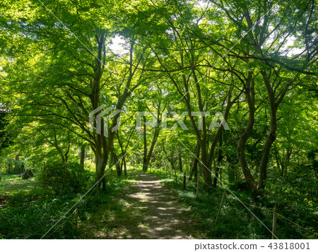 九月嵐山谷 九月嵐山谷 43818001