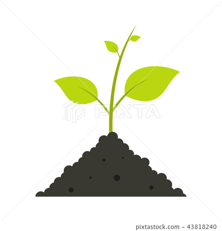Green sprout in the ground  43818240