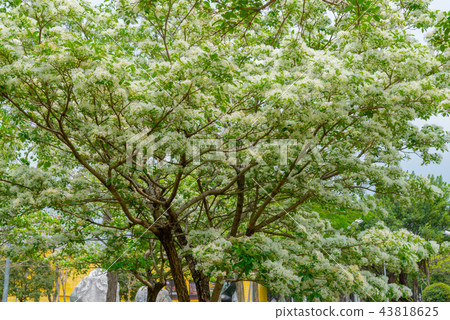 Ryusu Tree Ryusu Flower Chionanthus Retusus White-breasted white flower Ryusu Tree Ryusu Flower Chionanthus Retusus White-breasted white flower 43818625