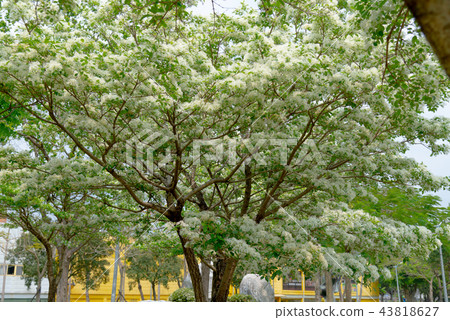 Ryusu Tree Ryusu Flower Chionanthus Retusus White-breasted white flower 43818627