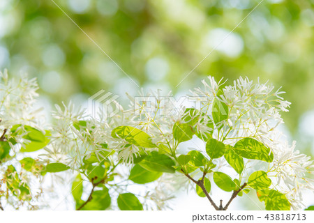 Ryusu Tree Ryusu Flower Chionanthus Retusus White-breasted white flower Ryusu Tree Ryusu Flower Chionanthus Retusus White-breasted white flower 43818713