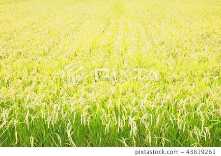 米耳的季節 43819261