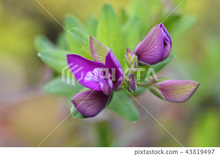 Myrtle-leaf milkwort 43819497