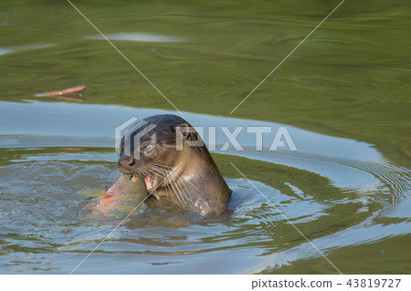 North American river otter eat fish in water North American river otter eat fish in water 43819727
