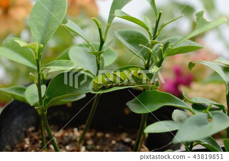 Namihaha的最後一個幼蟲休息 Namihaha的最後一個幼蟲休息 43819851