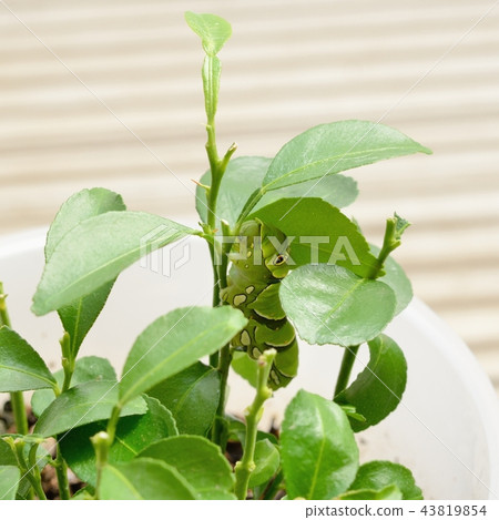 非常逗人喜愛的swallowtail毛蟲 43819854