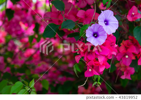 Morning Glory and Bougainvillea Morning Glory and Bougainvillea 43819952
