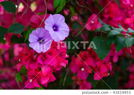 Morning Glory and Bougainvillea Morning Glory and Bougainvillea 43819953