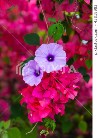 Morning Glory and Bougainvillea Morning Glory and Bougainvillea 43819982