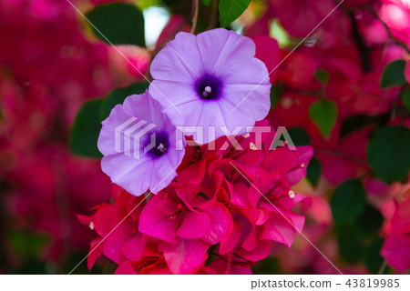 牽牛花和九重葛 牽牛とブーゲンビリア Morning Glory and Bougainvillea 牽牛花和九重葛 牽牛とブーゲンビリア Morning Glory and Bougainvillea 43819985