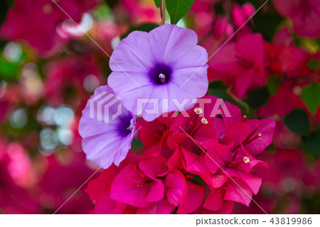 牽牛花和九重葛 牽牛とブーゲンビリア Morning Glory and Bougainvillea 牽牛花和九重葛 牽牛とブーゲンビリア Morning Glory and Bougainvillea 43819986