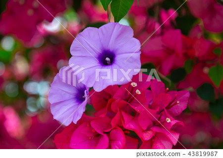 Morning Glory and Bougainvillea Morning Glory and Bougainvillea Morning Glory and Bougainvillea Morning Glory and Bougainvillea 43819987