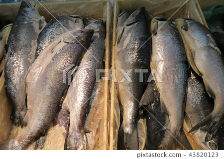 Salmon Salmon 43820123
