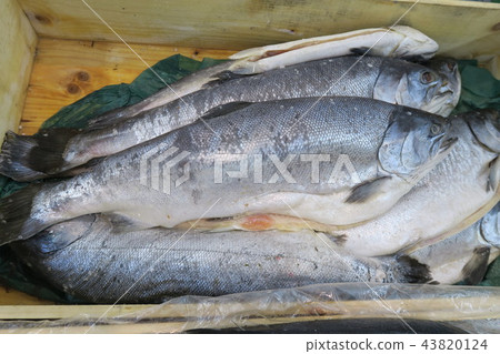 Salmon 43820124