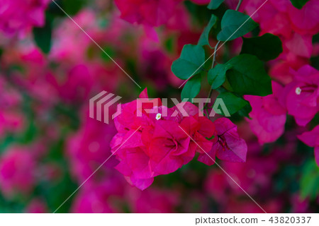 九重葛，九重葛，九重葛，雅庫格，優子，三角，千住，毛 43820337