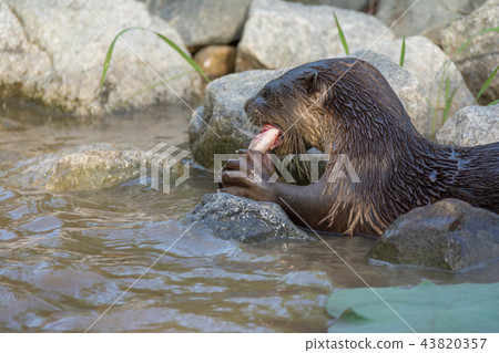 North American river otter eat fish in water North American river otter eat fish in water 43820357