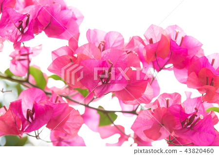 九重葛，九重葛，九重葛，雅庫格，優子，三角，千住，毛 43820460