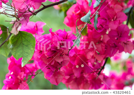 Kujukatsu, Bougainvillea, Bougainvillea, Yakugo, Yuka, Triangular flower, Senjichi Beni Kujukatsu, Bougainvillea, Bougainvillea, Yakugo, Yuka, Triangular flower, Senjichi Beni 43820461